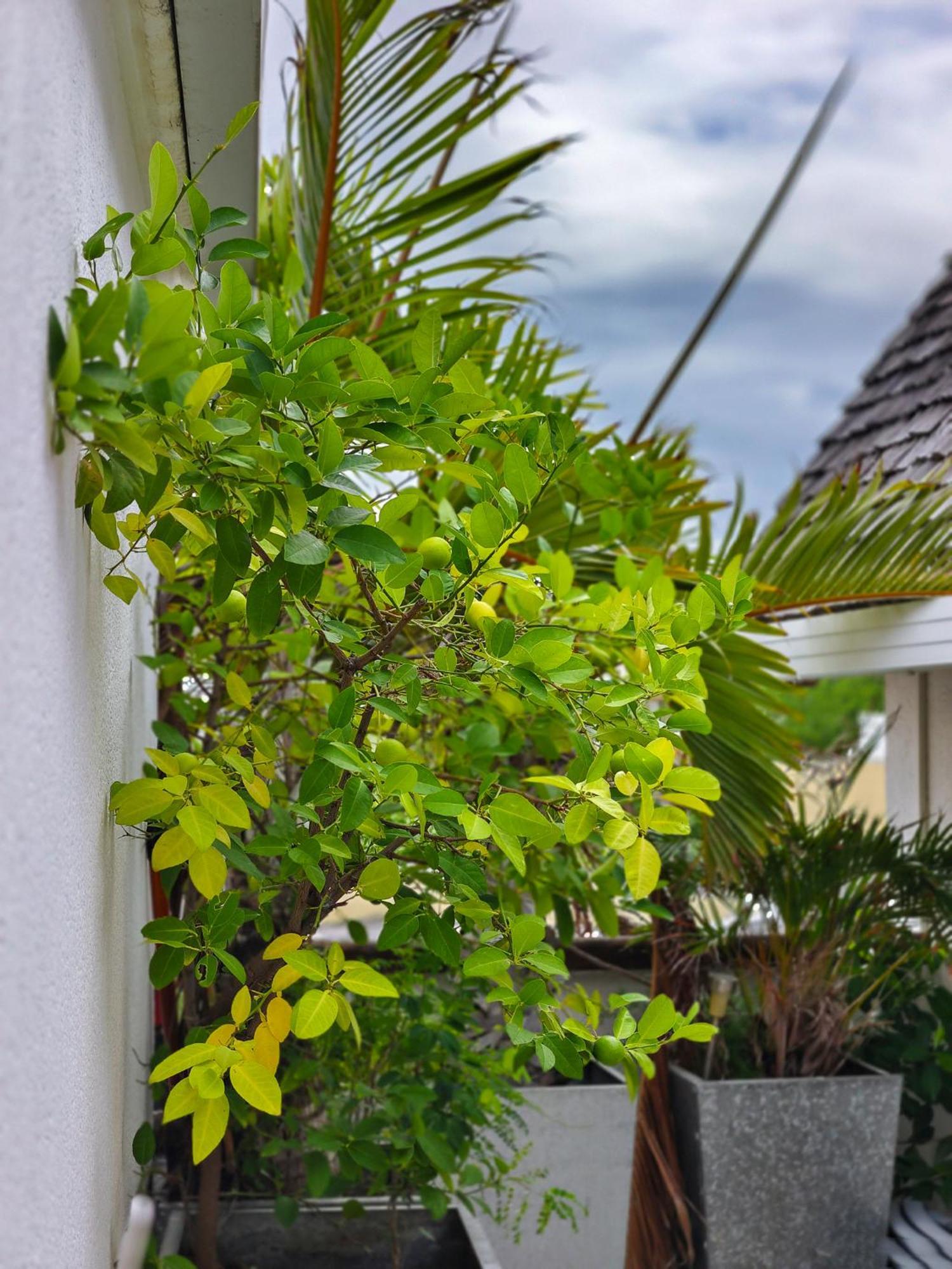 Le Flamboyant Apartment Saint-Gilles-les Bains Ngoại thất bức ảnh